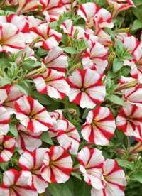 Mersin Merkez'de Bulunan ve İnanılmaz Escort Hizmetleri Sunan Bayan