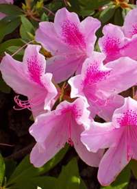 Mersin Merkez'de Bulunan ve İnanılmaz Escort Hizmetleri Sunan Bayan