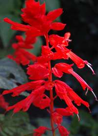 Mersin Merkez'de Bulunan ve İnanılmaz Escort Hizmetleri Sunan Bayan