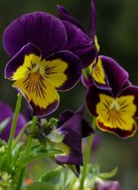 Mersin Merkez'de Bulunan ve İnanılmaz Escort Hizmetleri Sunan Bayan