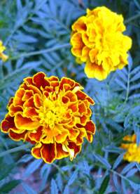 Mersin Merkez'de Bulunan ve İnanılmaz Escort Hizmetleri Sunan Bayan