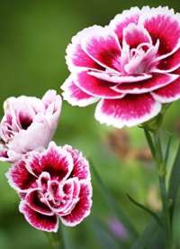 Mersin Merkez'de Bulunan ve İnanılmaz Escort Hizmetleri Sunan Bayan